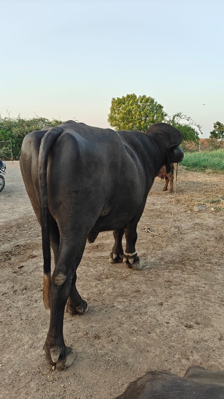 પાડો ને ભેશ