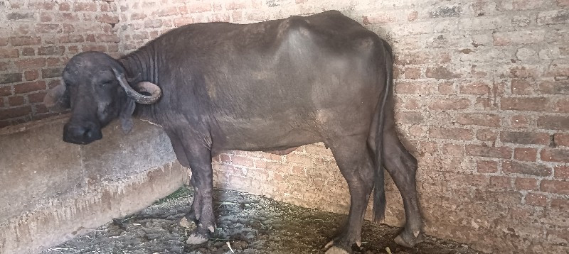 ભેંસ