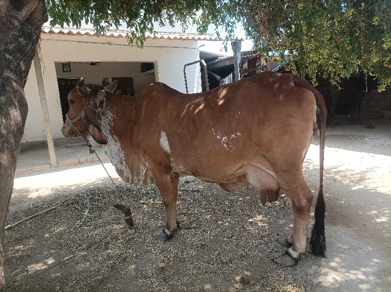 🐄 ગીર ગાય ની નસ...