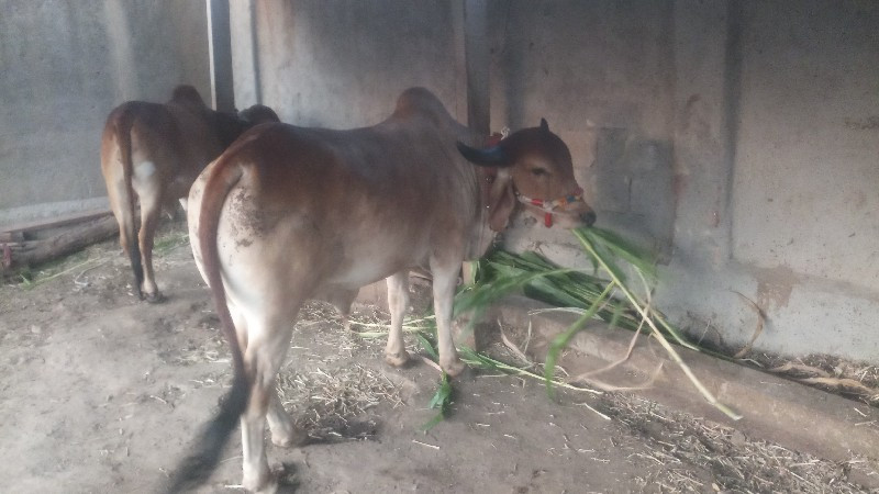 વાછડો વેચવાનો છ...
