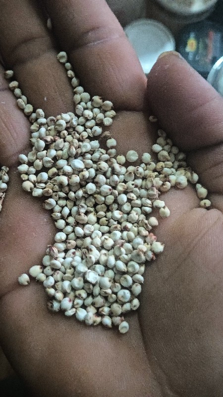 જુવાર
