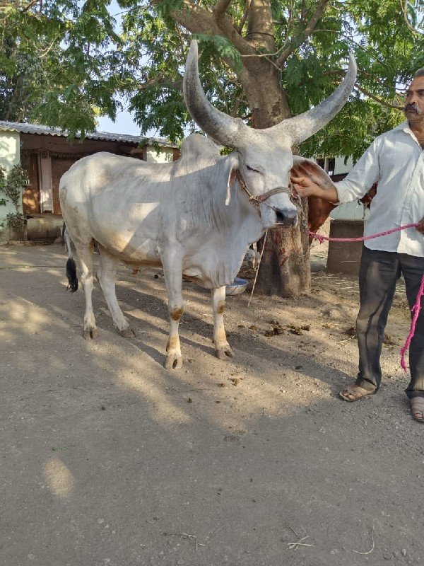 બળદ વેચવાનો છે