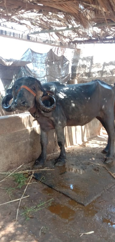 ખડેલી વેસવાની છ...