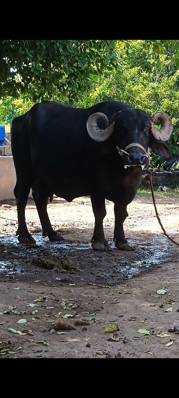 3જુ વેતર
1મીનાન...