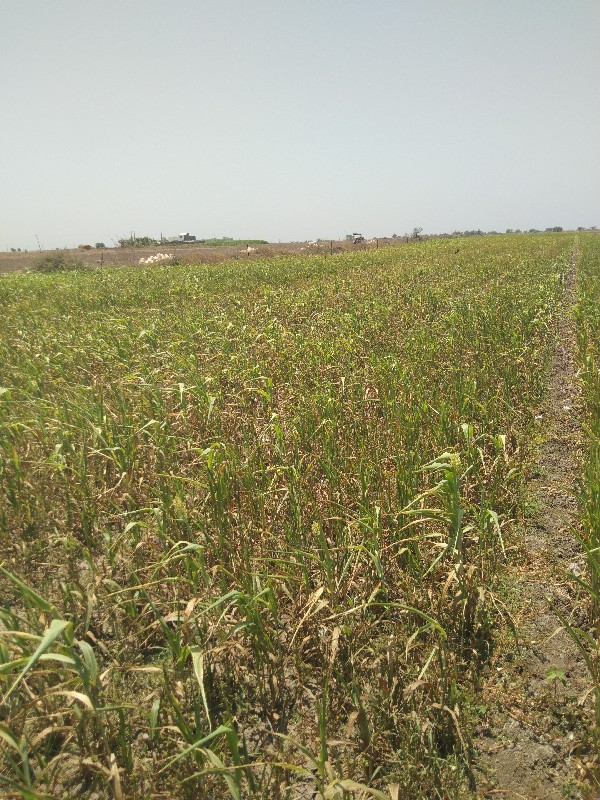 સારનુ બાટુ