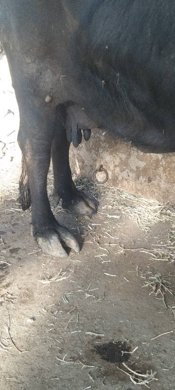 ભેંસ વેચવાની છે