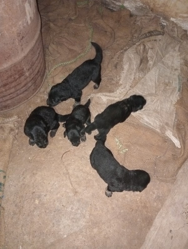 કુતરા વેસ વાના...