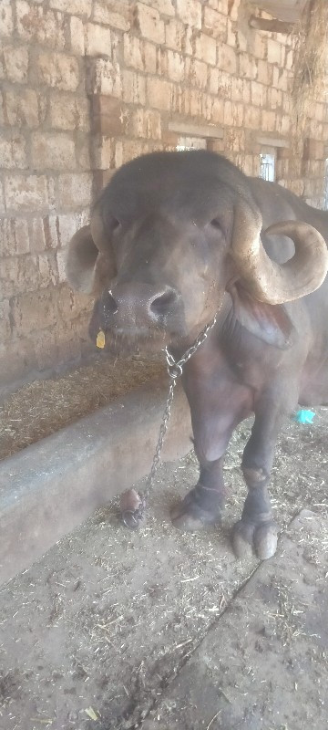 bhesh  vesvani...