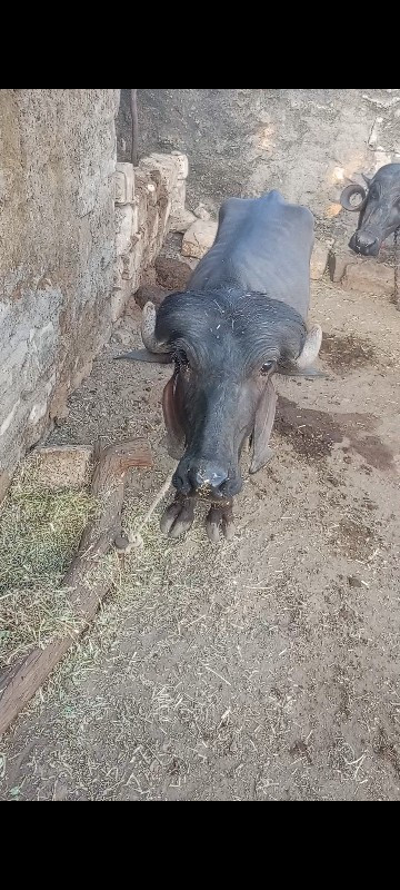 25000ઓરિજનાલ કૂ...