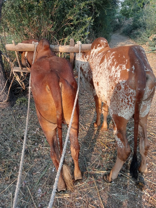 ગોધલાવેશવાનાછે