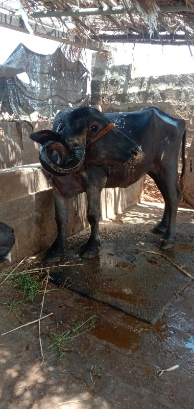 ખડેલી વેસવાની છ...
