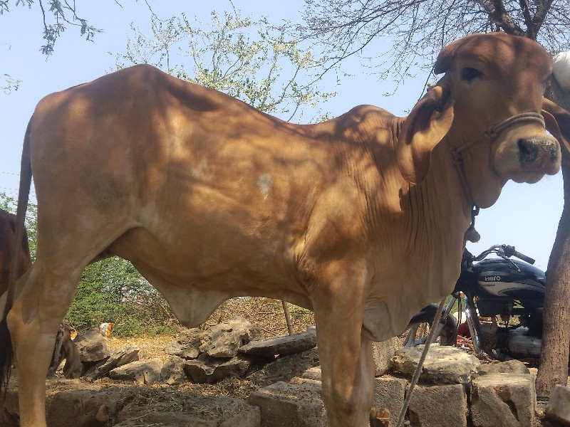 હોડકી વેચવા ની...