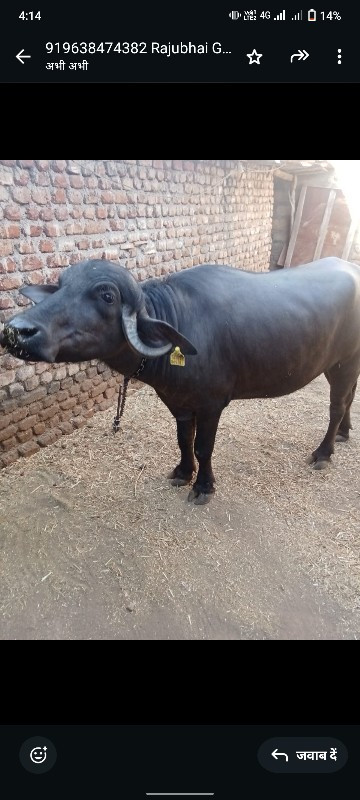 ખડાય વેચવાની