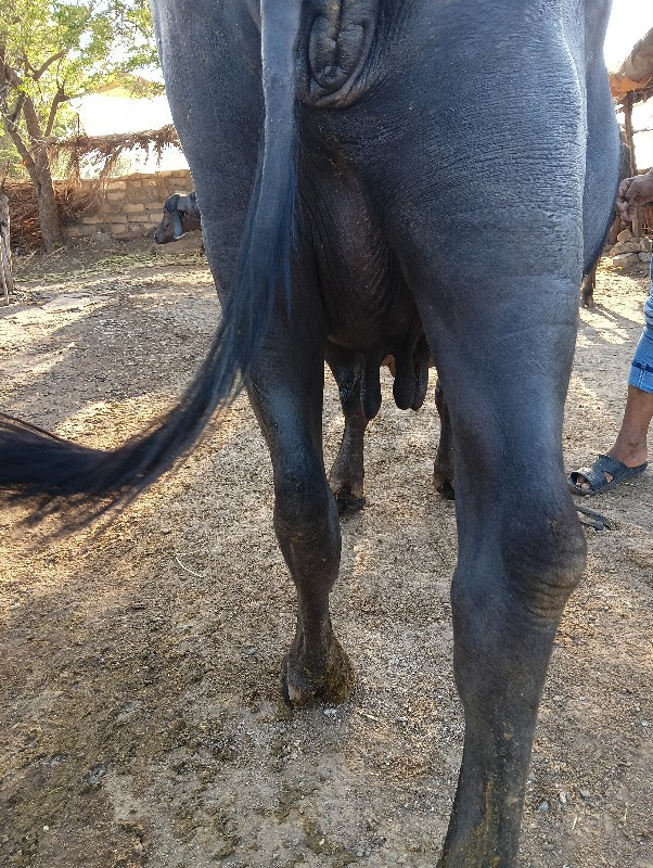 ભેંસ