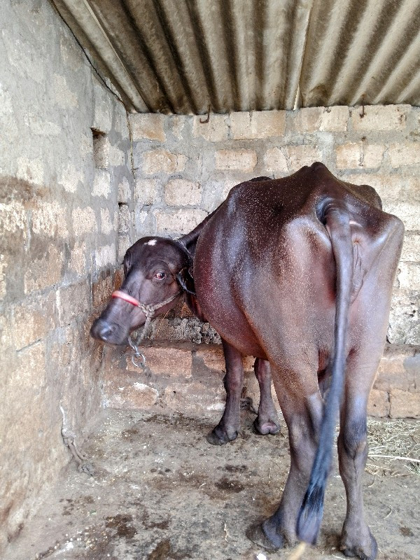 જય દ્વારકાધીશ 🙏...