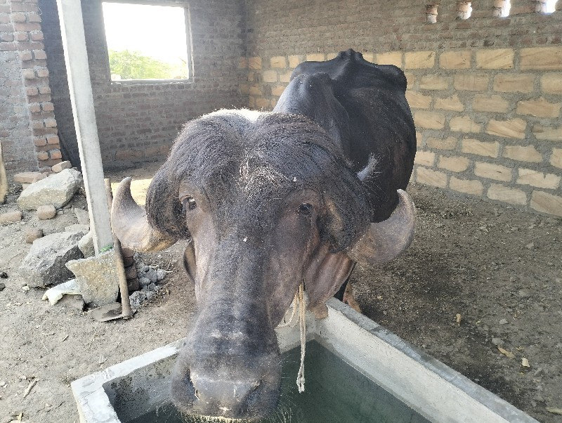 ખડાઈ khadai