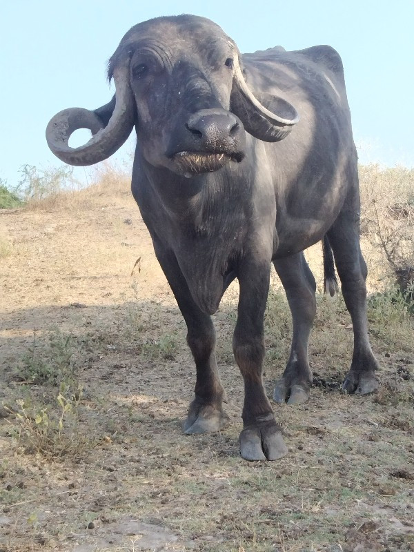 ખડેલી વેચવાની છ...
