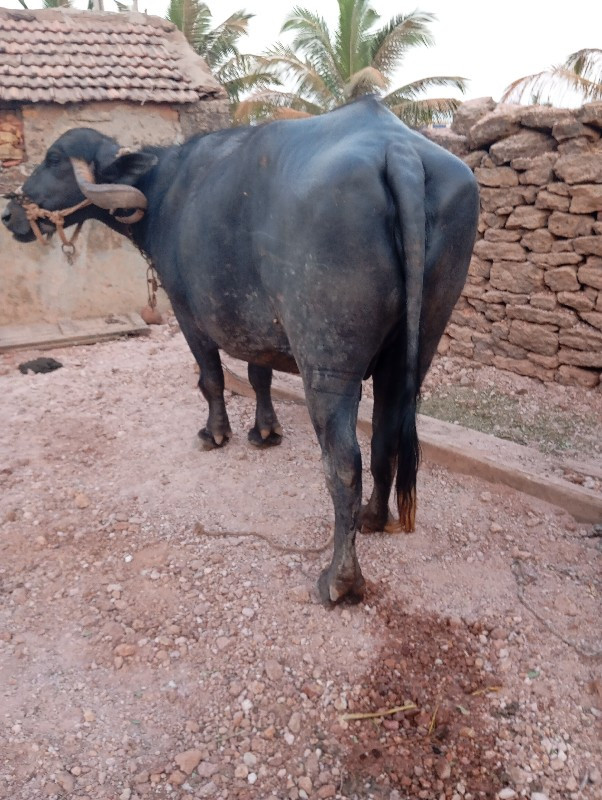 ભેશ. વેચવાનીસે