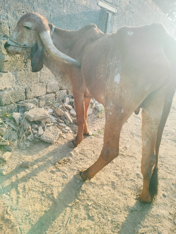 જવાબદાર વાળો બળ...