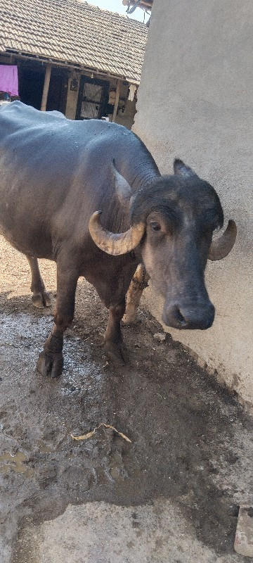 ભેંશ વેસાવ સે