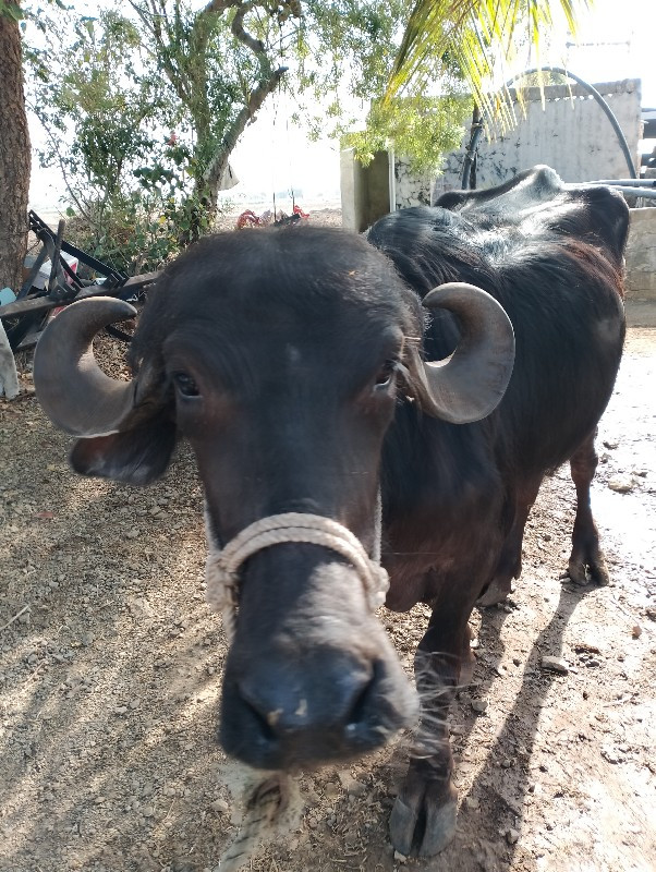 ખડેલી વેચવા ની...
