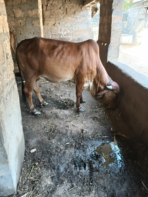 પેલુ વેતર  વોડક...