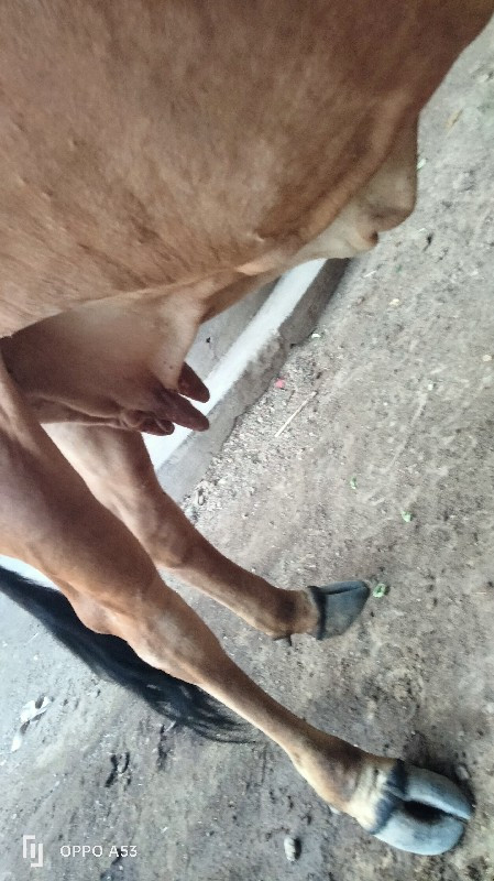 ગાય   વેચવાની છ...