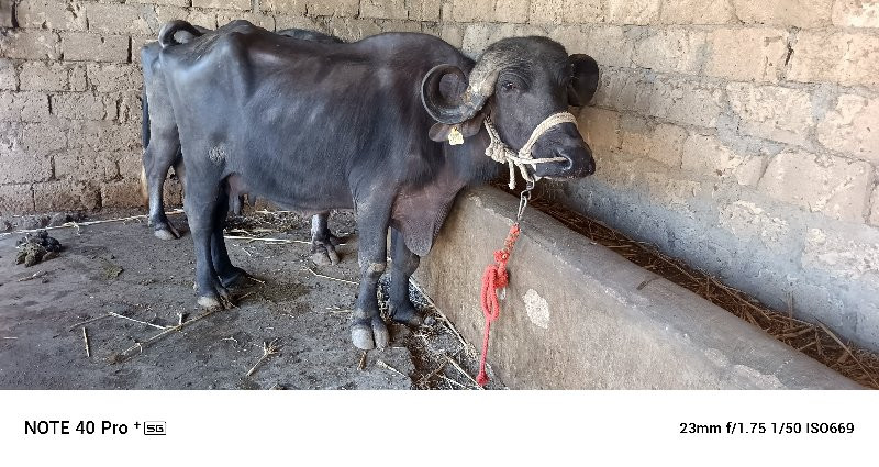 4-4 litre dudh