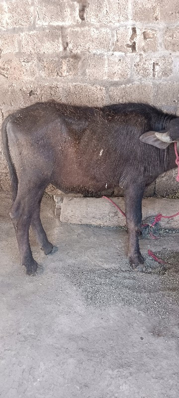 પાડો વેચવાનો છે