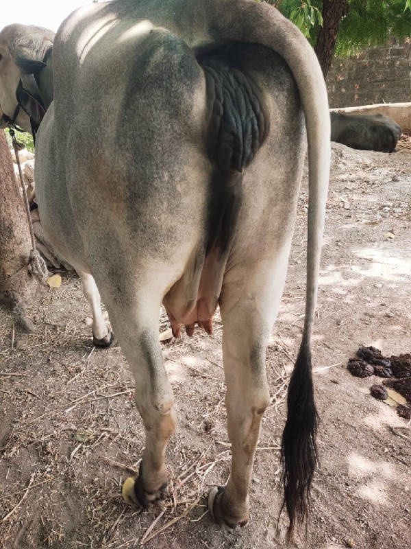 ગાય વેચવાની છે