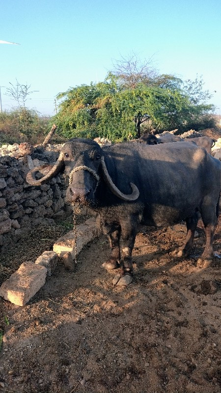ભેસ
