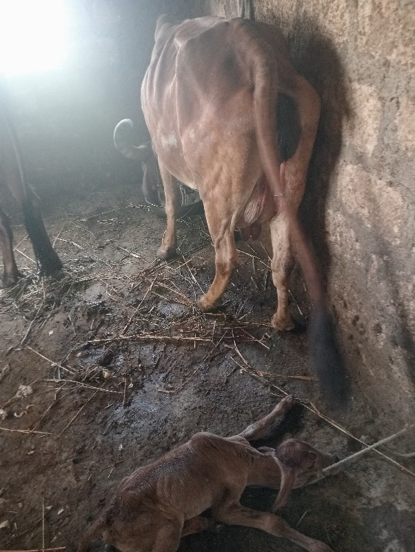 ગાયવેશવાનીછે