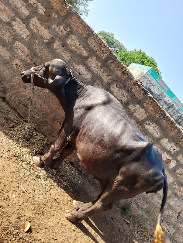 ભેસ  વેચવાની છે