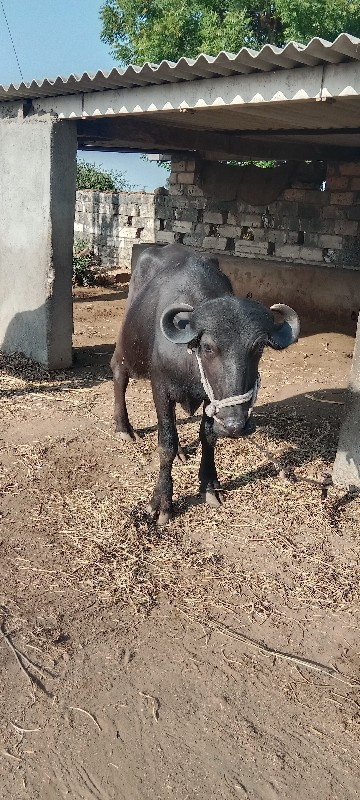 બૈ ખડૈલા વૈશવાન...