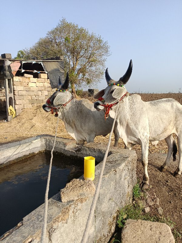 ગોઢલા વેચવાના છ...