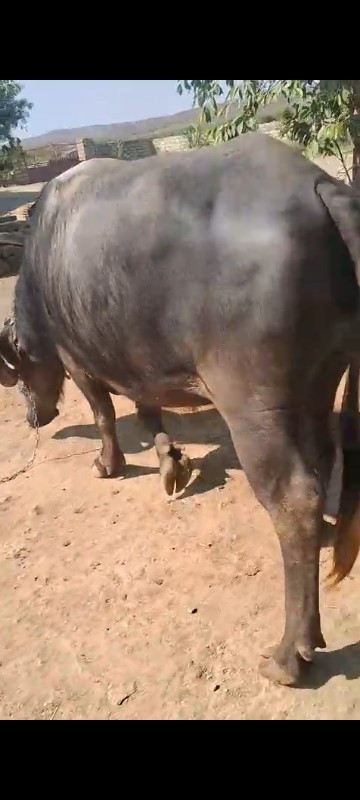 Marathi Bhains...
