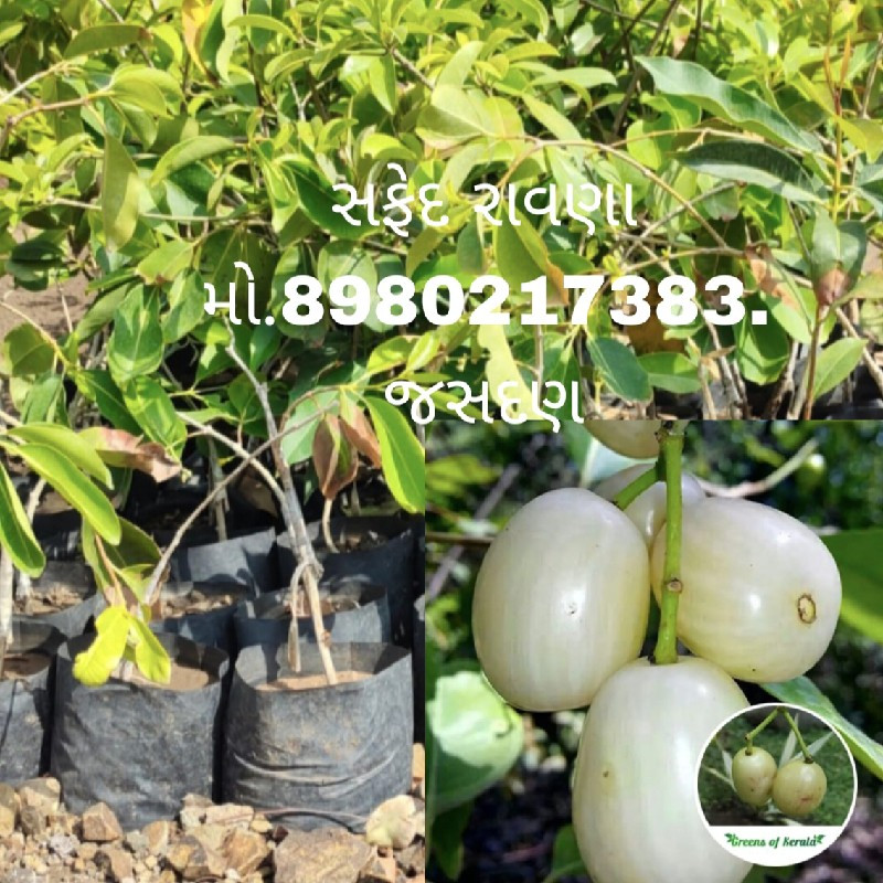 તમામ બાગાયતી રો...