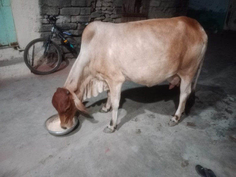 જર્સી બીજું વેત...