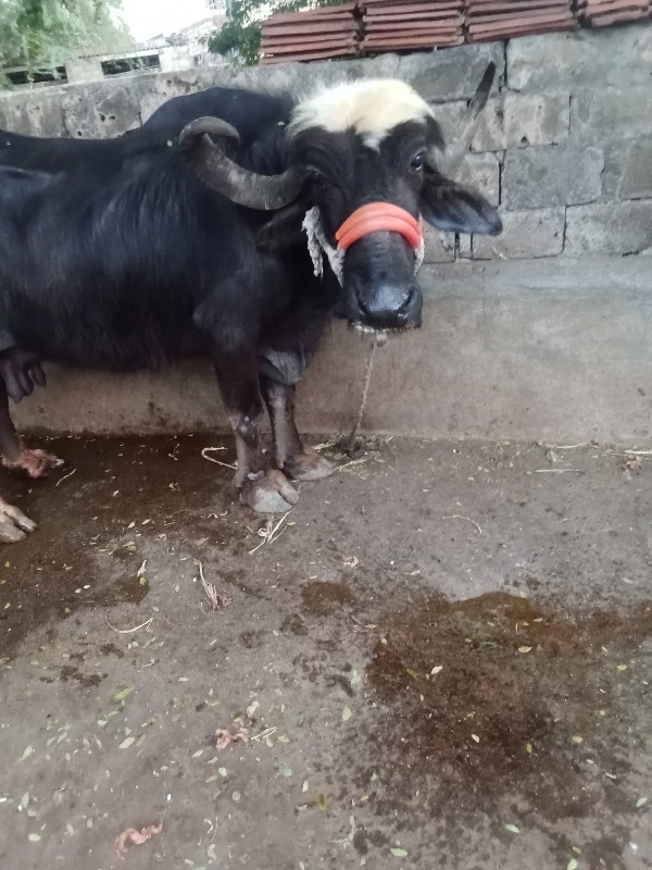 ભેંસ વેચવાની સે