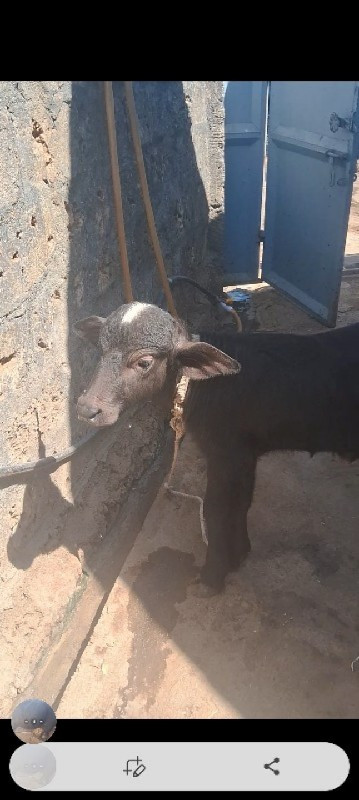 ભેશલે