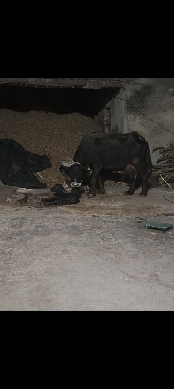 તાજી વીયળ ભેંસ