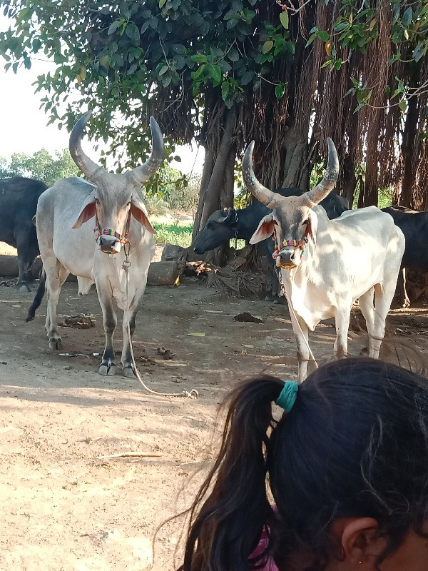 બરધ વૅશવાના ધર...