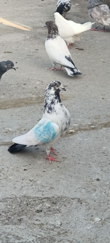 લોટણ નર
