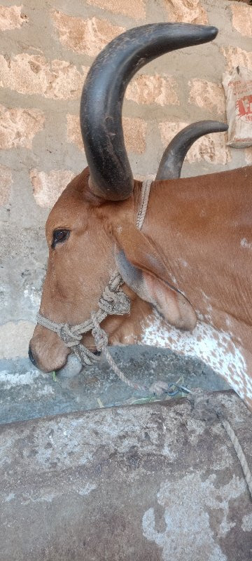 ગાય વેચવાની છે