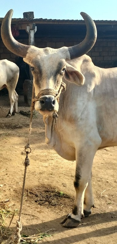 વેચાવ