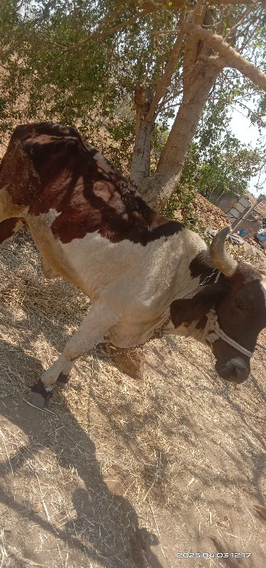 જર્છિ ઓડકી દેવા...