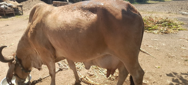 ગાયવેચવાનીછે4થુ...