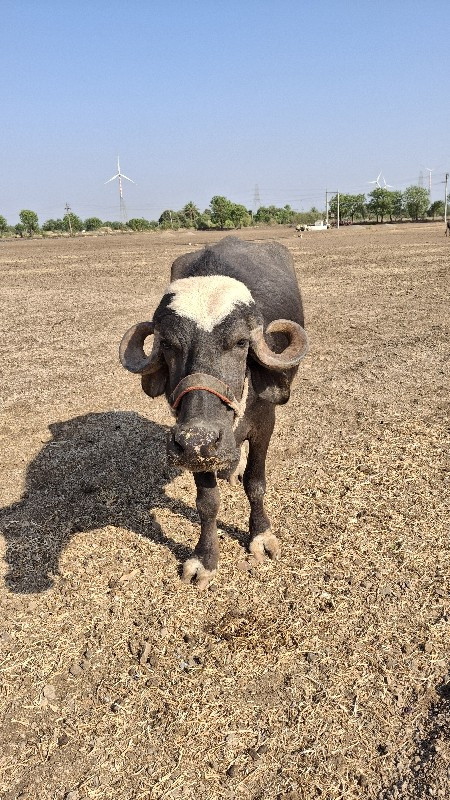 આ ખડેલી વેચવાની...
