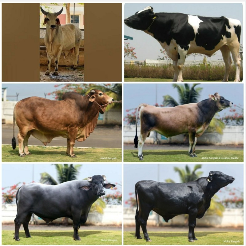 બિજદાન મુકાવવા...