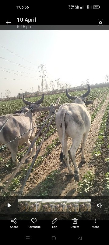 ગોંઢલા વેચવાનાછ...